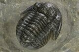 Detailed Proetid (Gerastos) Trilobite Fossil - Morocco #325835-3